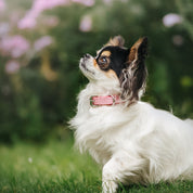 Pink Glitter Dog Collar Thin