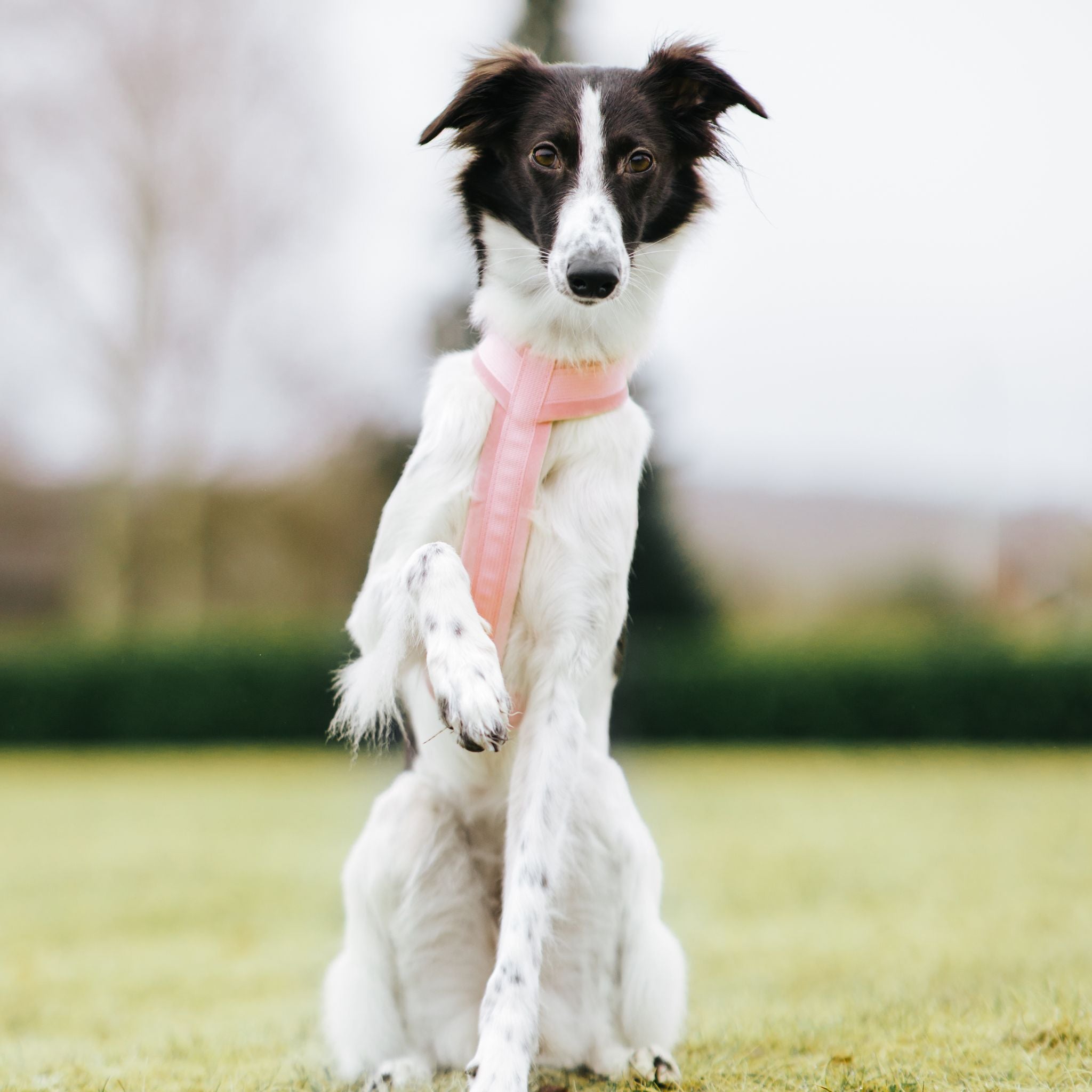 Pink Y-Harness