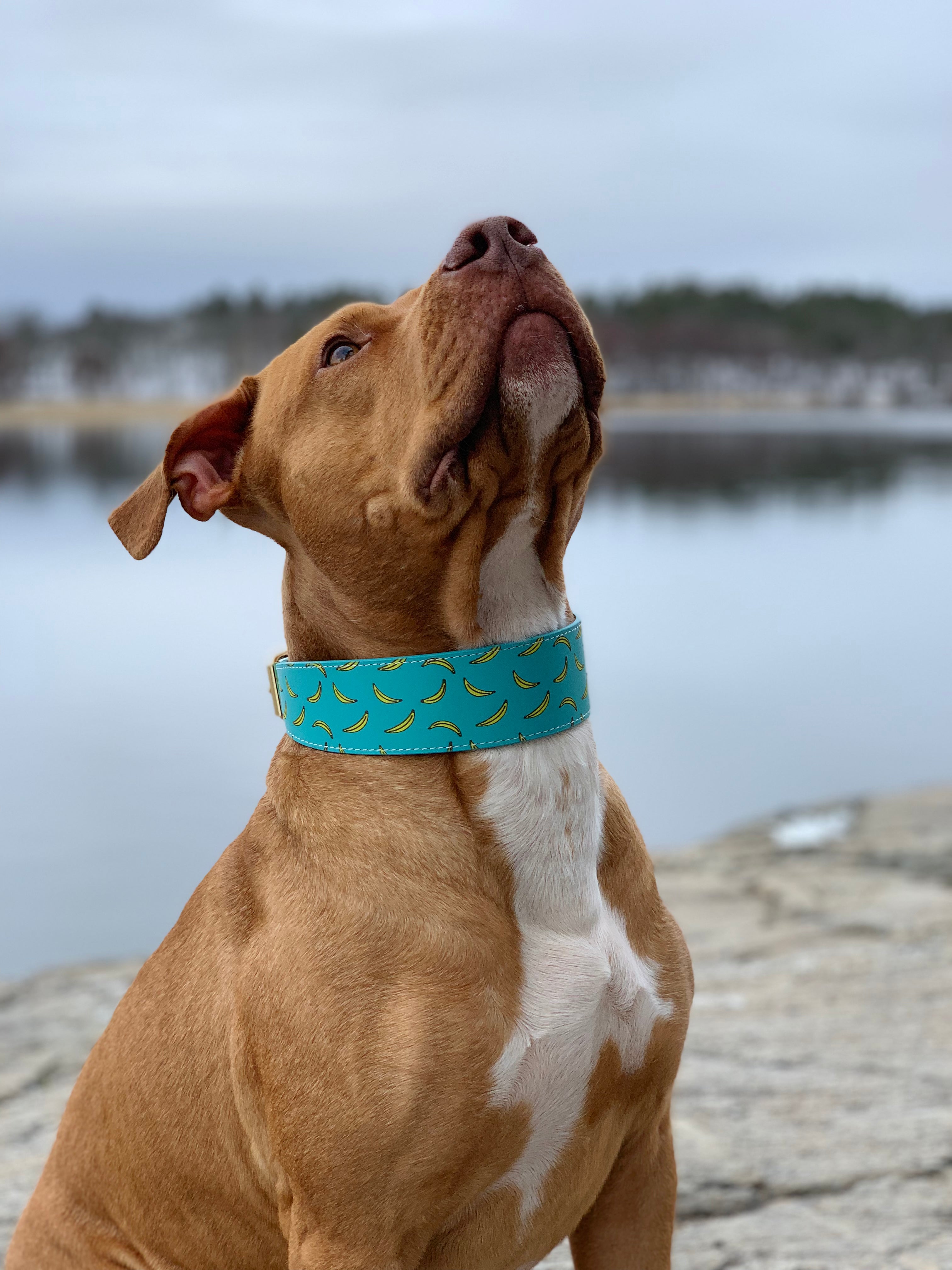 Bananas Dog Collar Wide