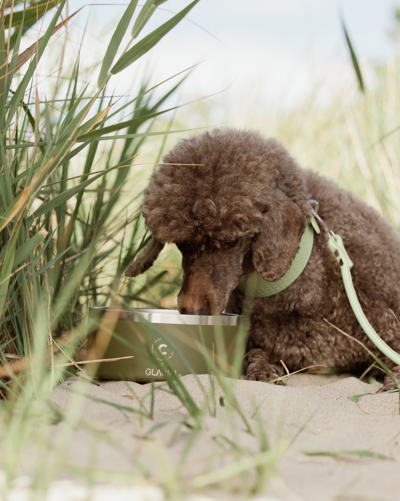 Green Dog Bowl