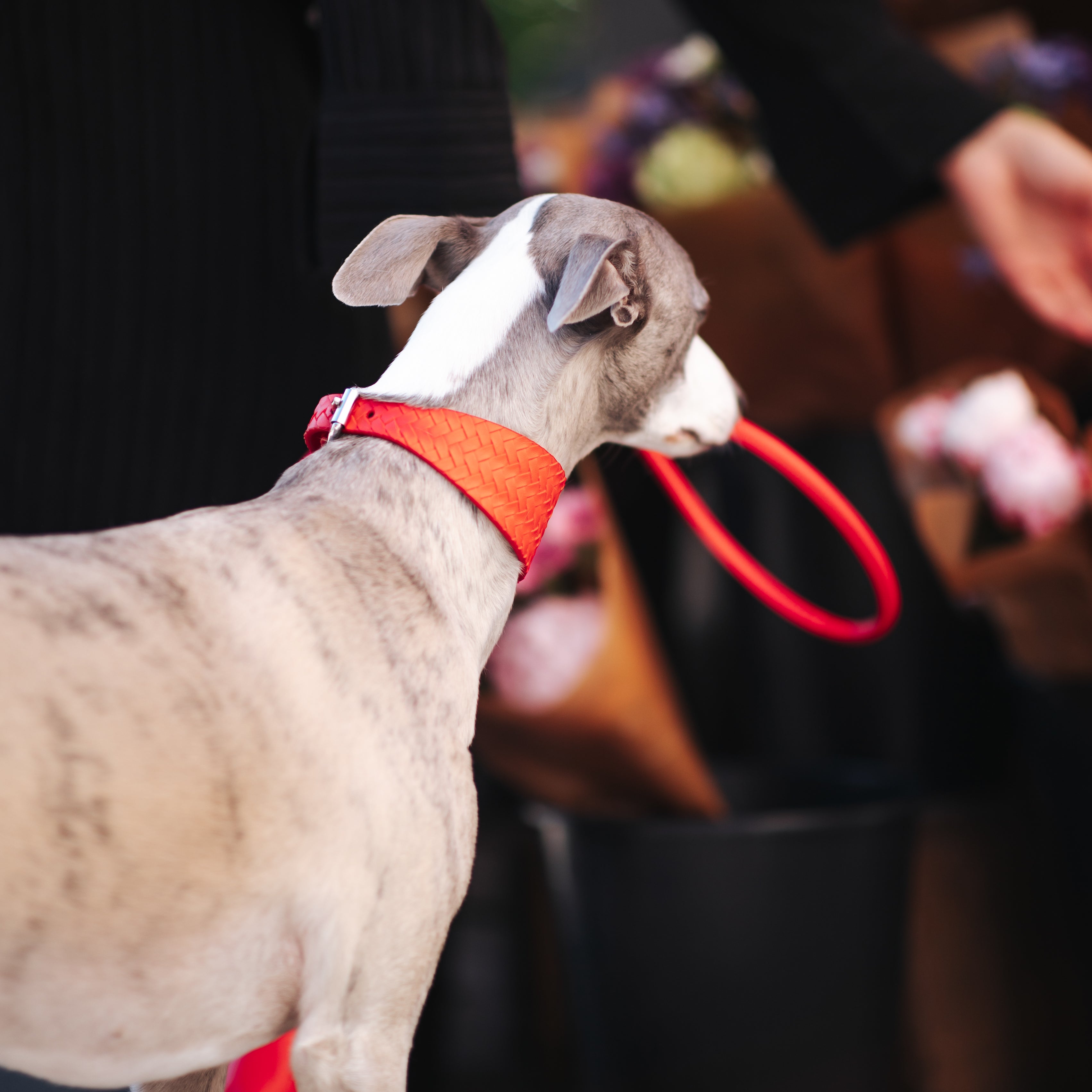 pure-red-braided-medium-wide-whippet.jpg