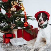 Santa Paws Christmas Dog Collar Wide