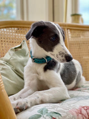 Turquoise Dog Collar Wide