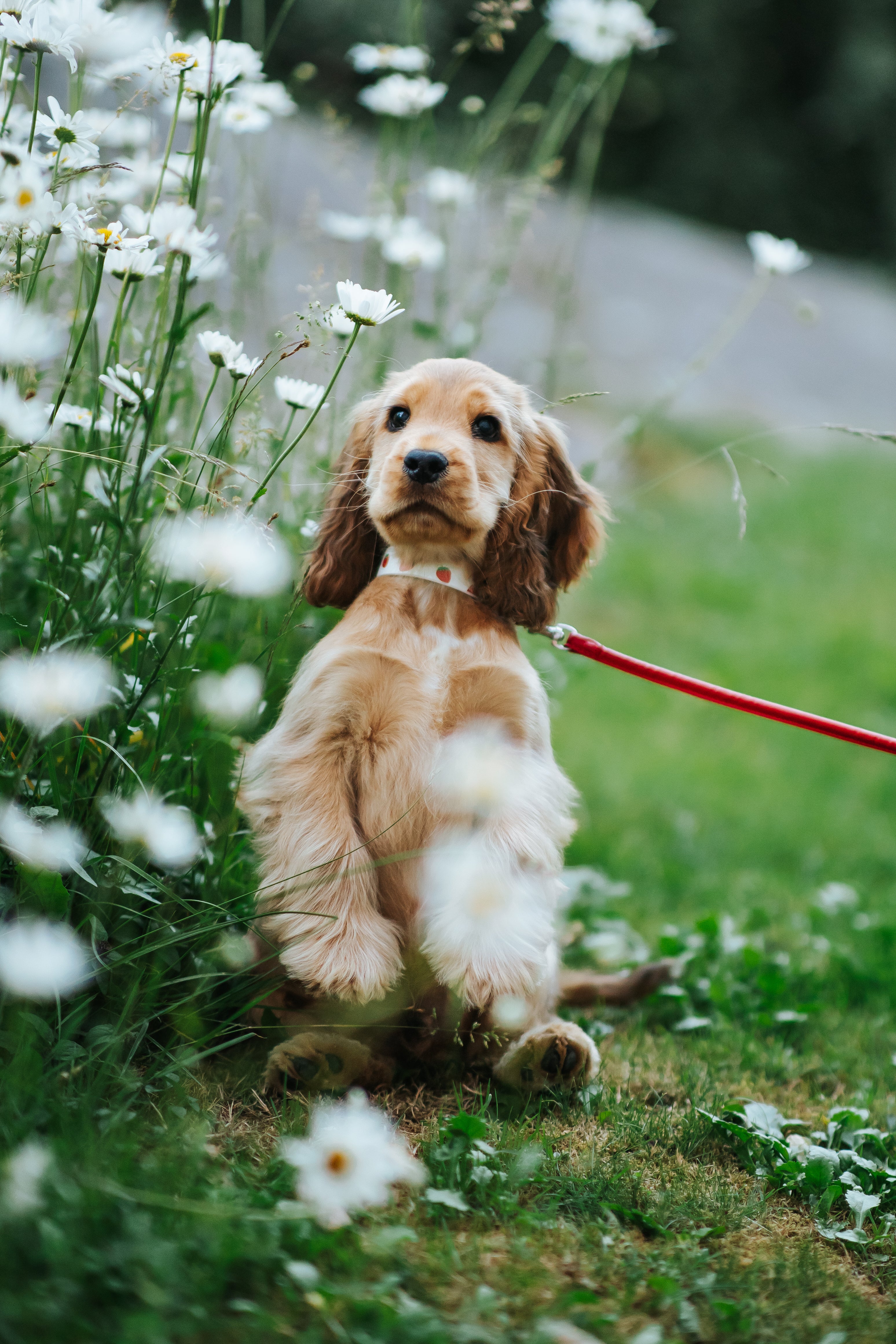 Cute Strawberry Dog Collar Thin Collar of Sweden