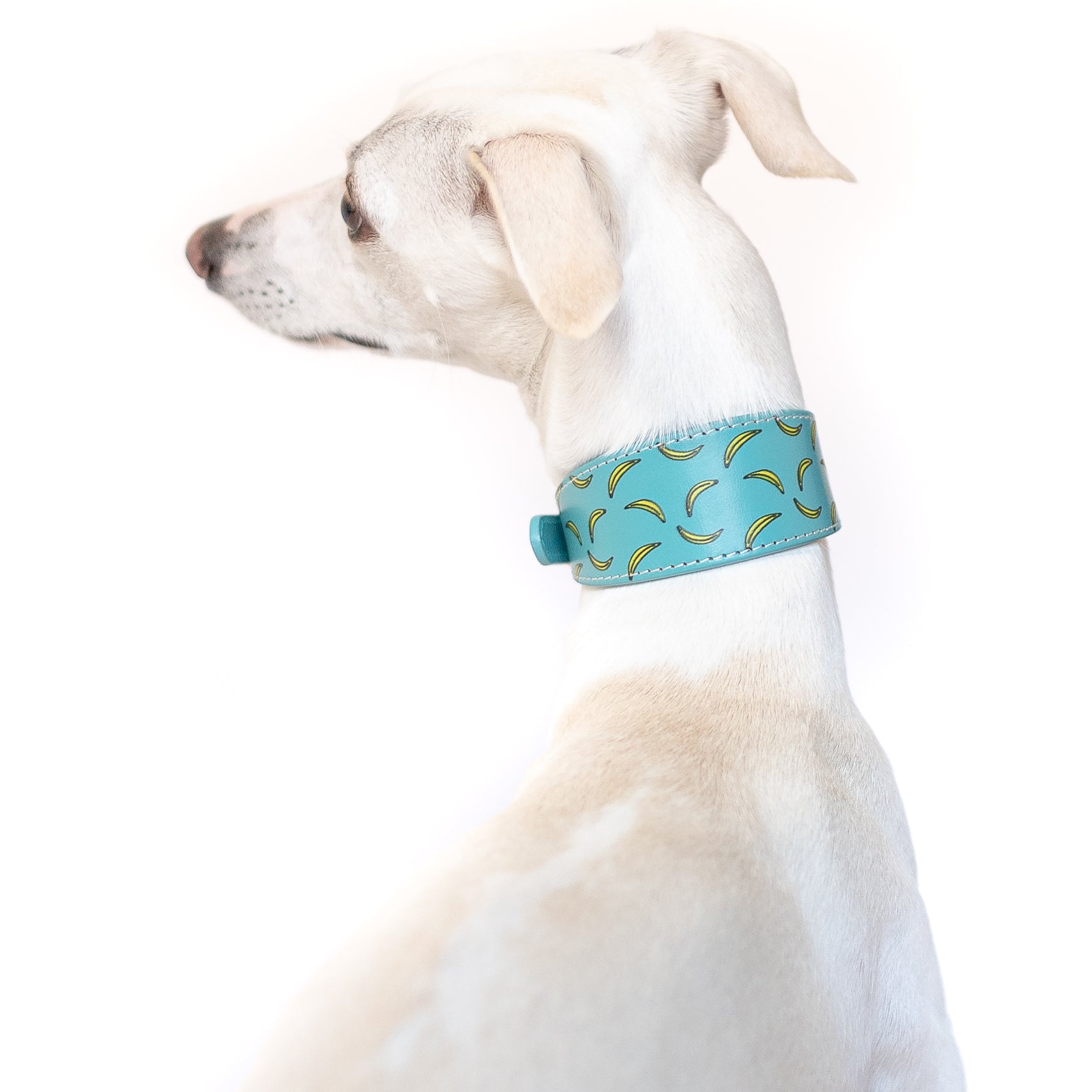 whippet-bananas-dog-collar-small-wide.jpg