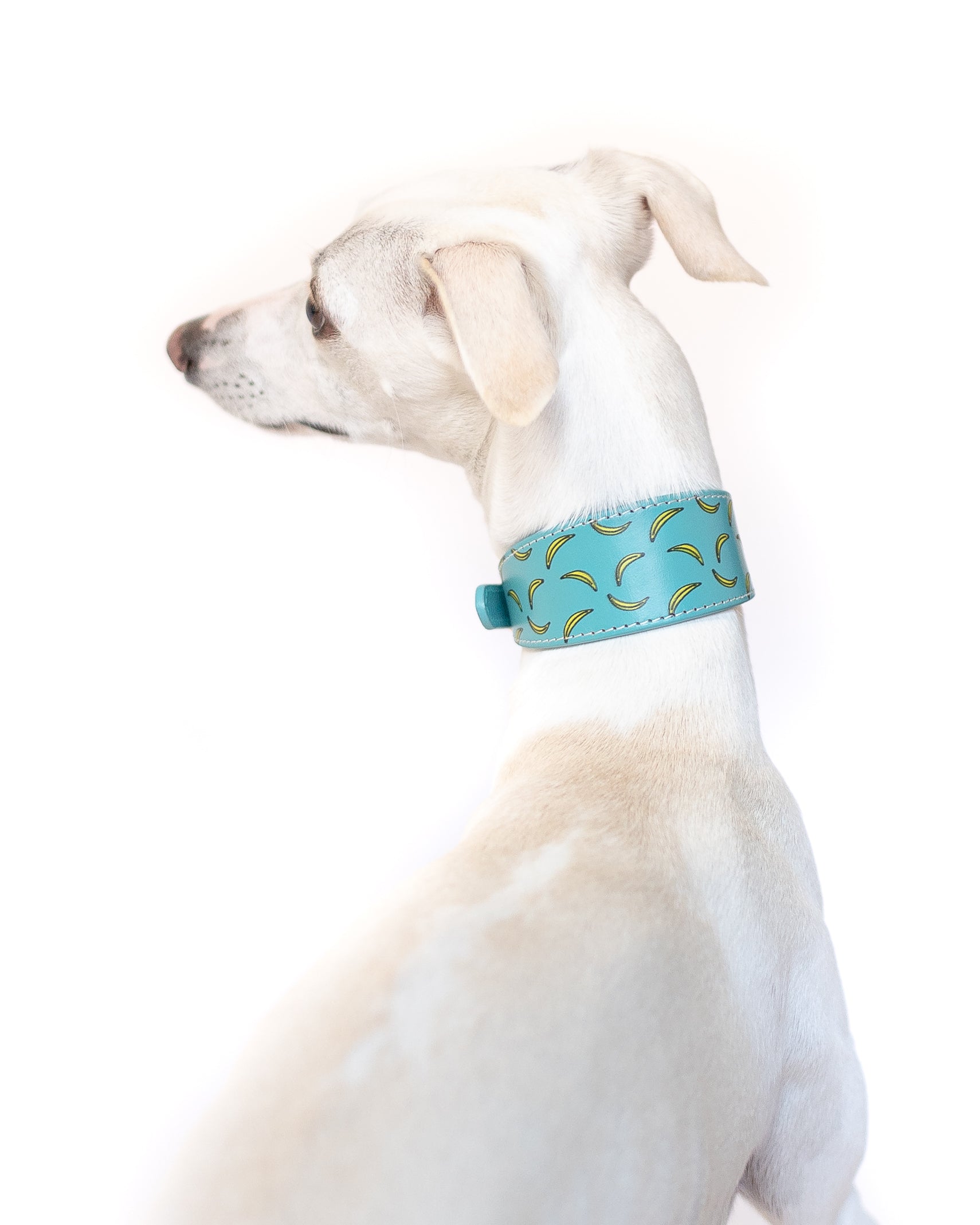 Bananas Dog Collar Wide
