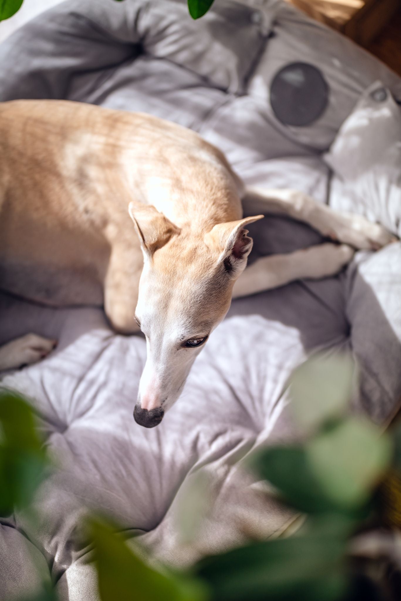 Grey Dog Bed 3in1