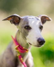 Hot Pink Dog Collar Wide