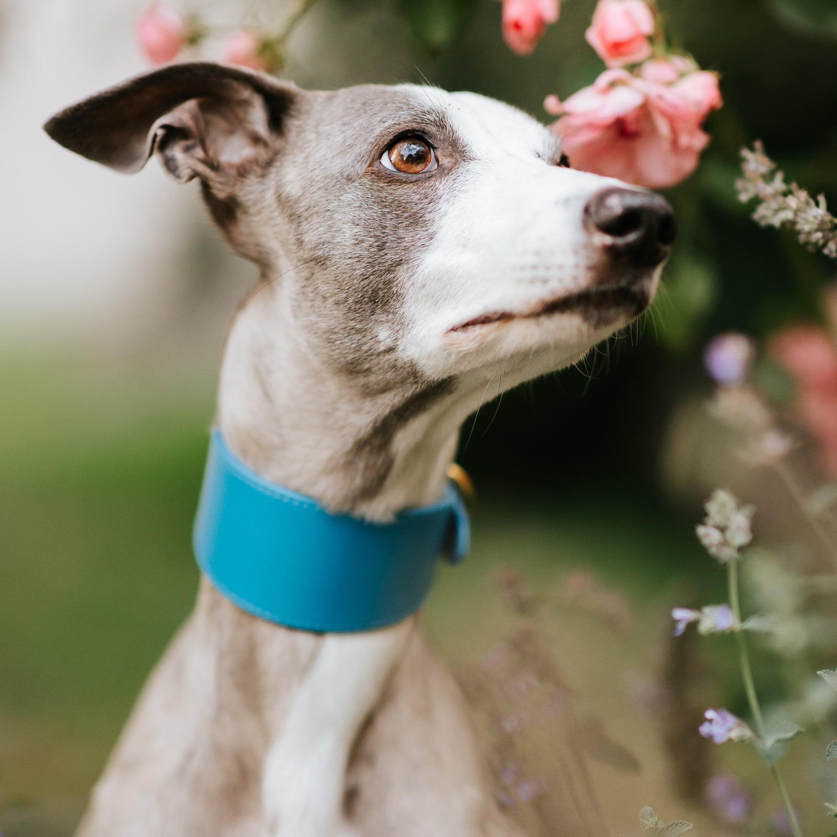 whippet-neon-blue-dog-collar-medium-wide.jpg