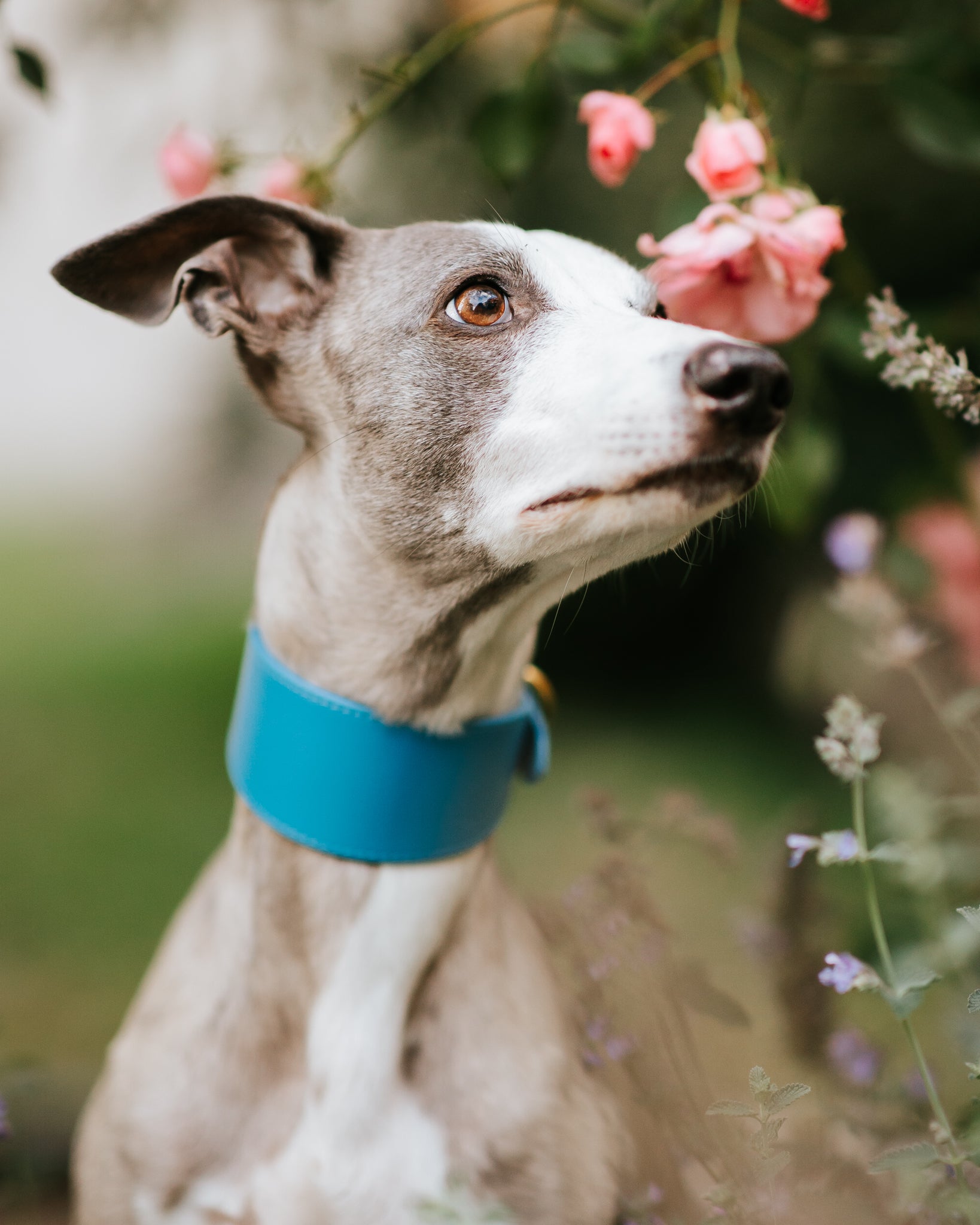 Neon Blue Dog Collar Wide