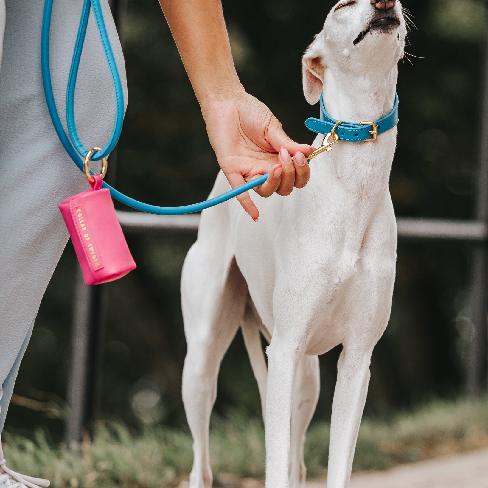 whippet-neon-blue-dog-leash-medium.jpg