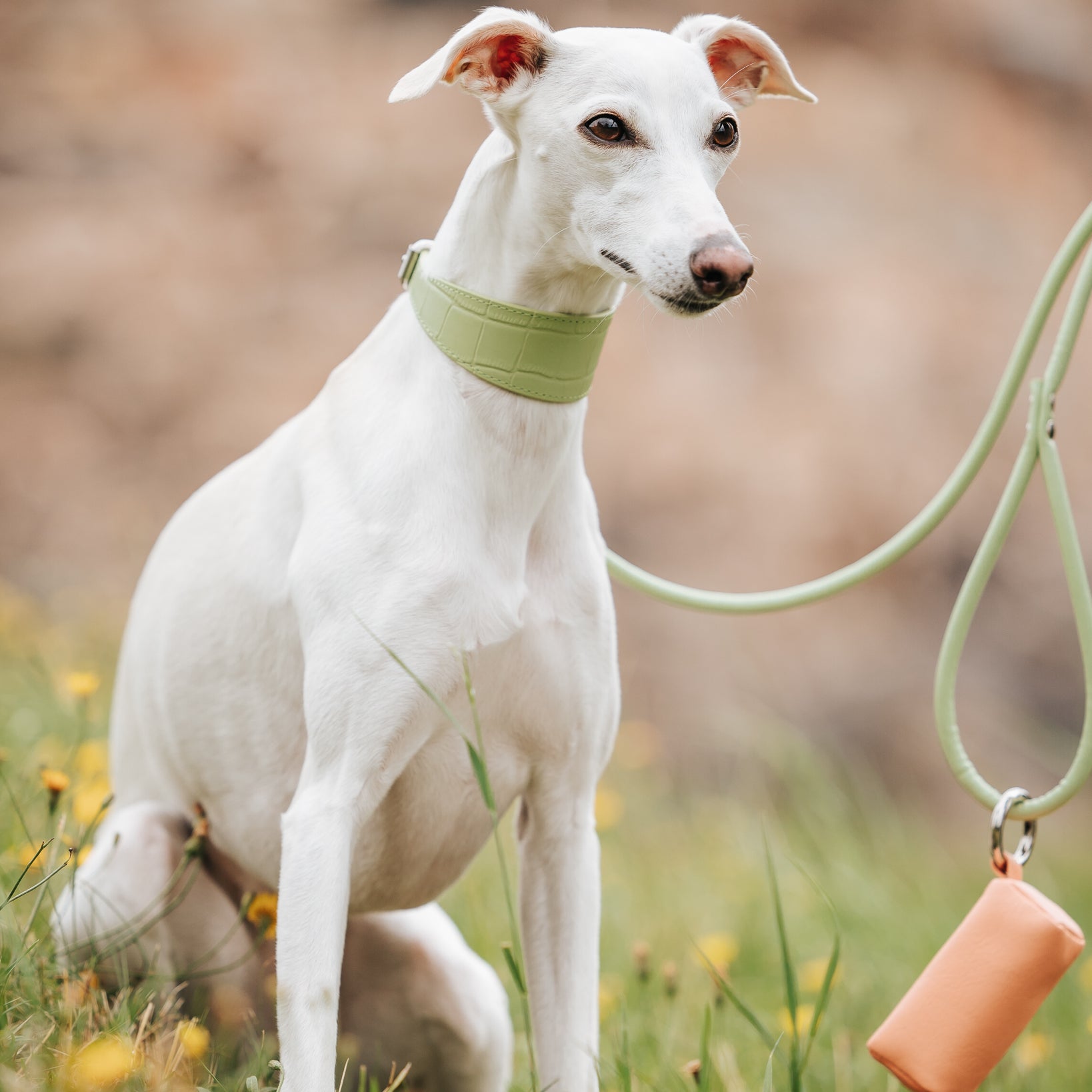 whippet-pastel-green-dog-leash-medium.jpg