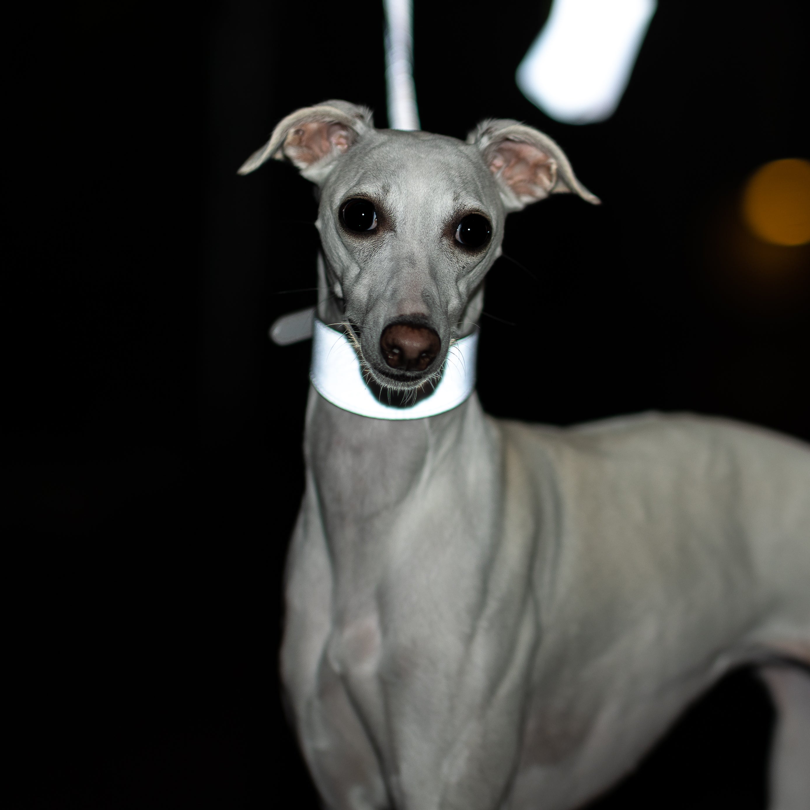whippet-reflex-silver-dog-leash-medium.jpg