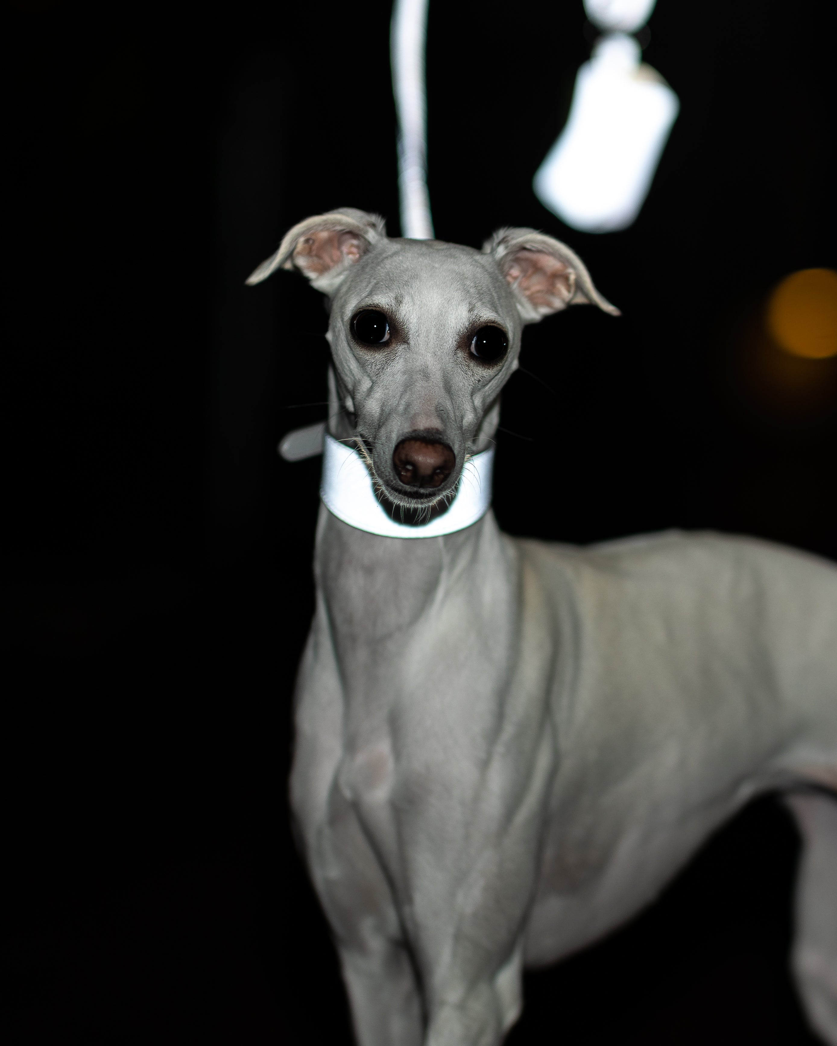 Reflective Silver Poop Bag Holder