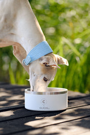 White Dog Bowl
