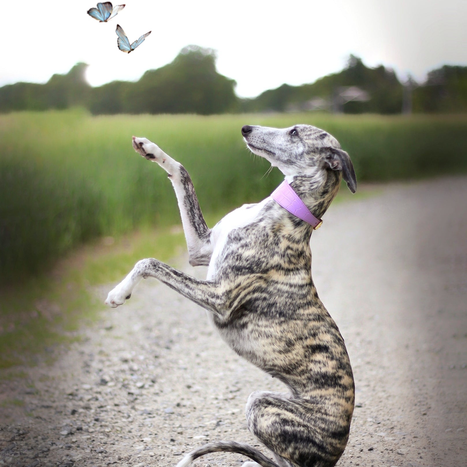 whippets-violet-croco-dog-collar-medium-wide.jpg
