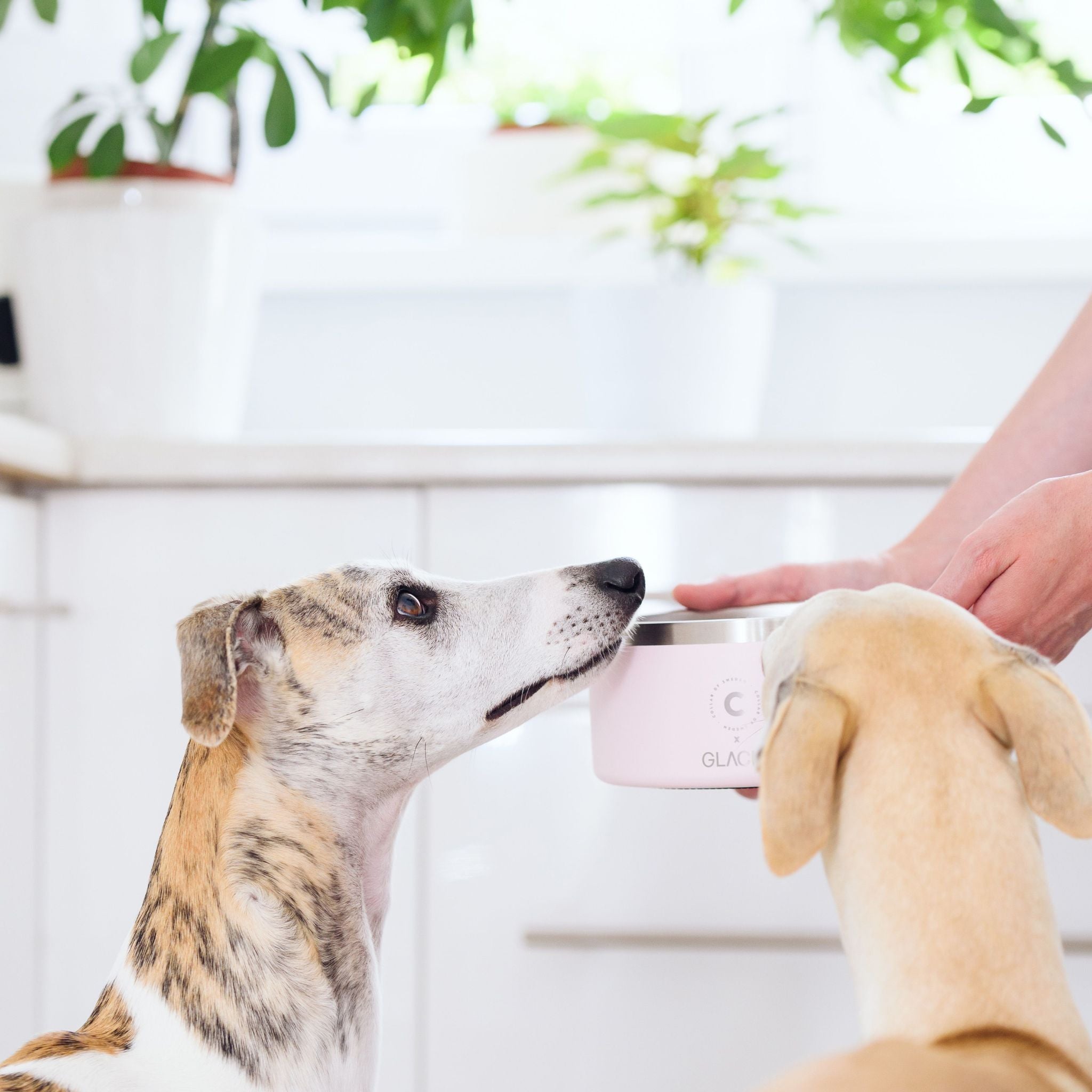 White Dog Bowl